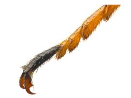   Sirex noctilio  female hind tarsomere 5; photo by H. Goulet, CNC 
